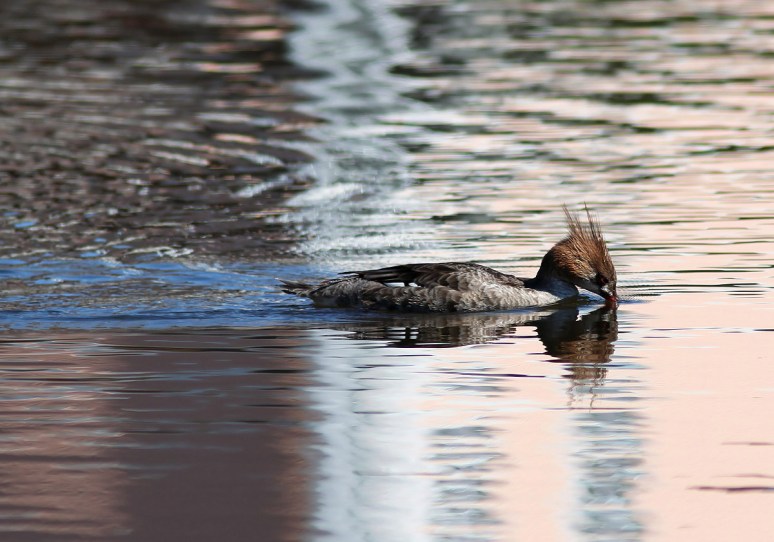 Red Breasted Merganser 
