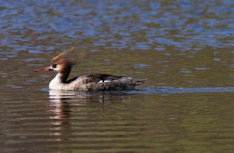 Red Breasted Merganser 