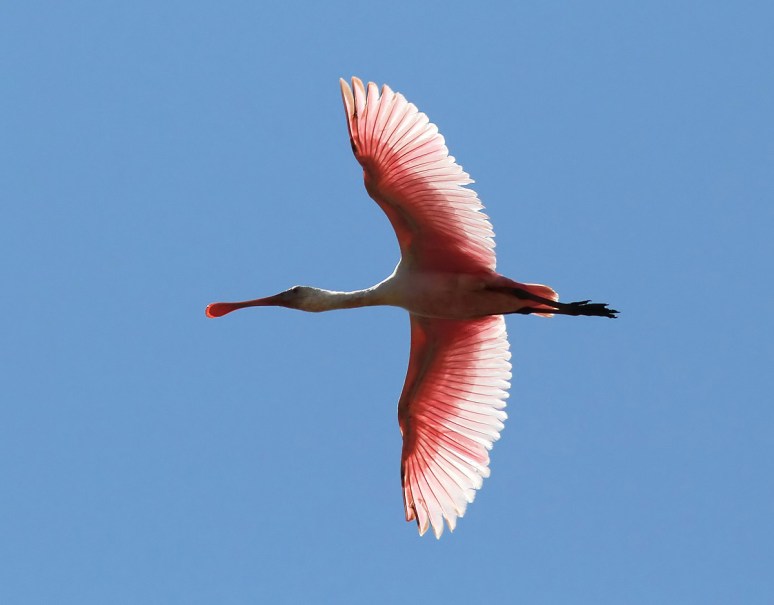 Roseate Spoonbill