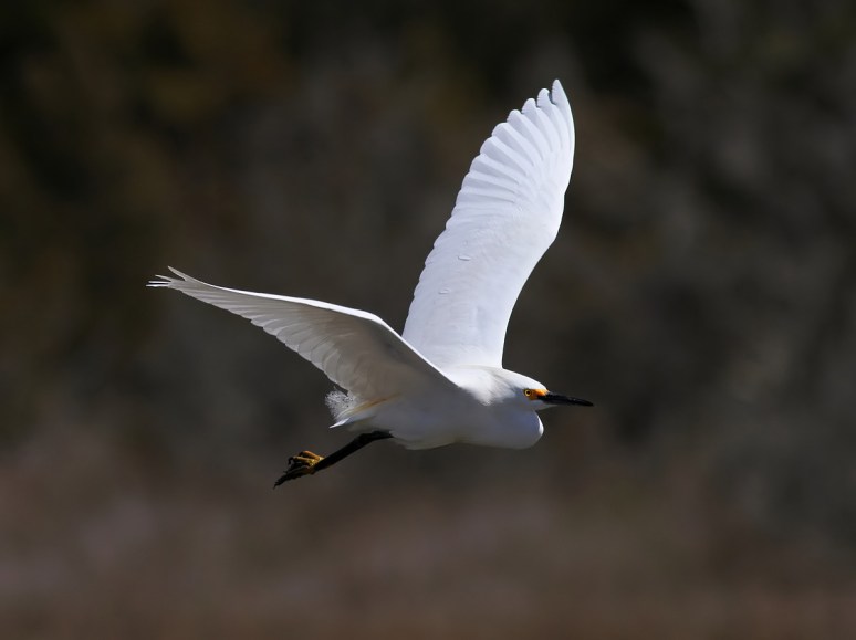 Snowy Egret