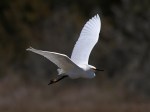 Snowy Egret Flight