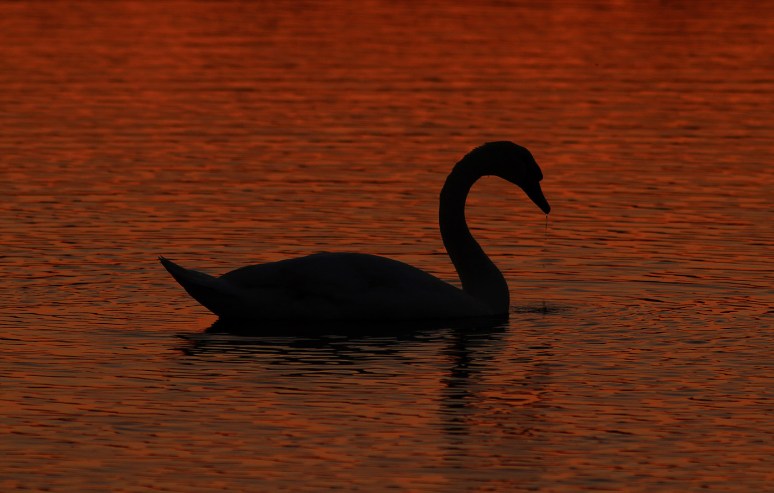 Swan at Sunset
