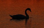 Swan at Sunset