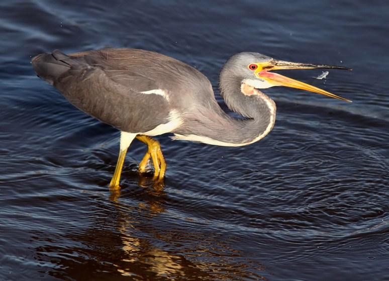 Tricolored Heron Fishing