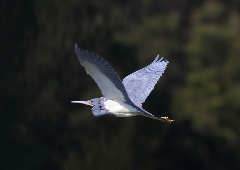 Tricolored Heron