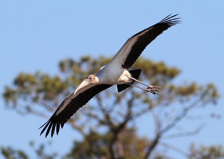 Wood Stork