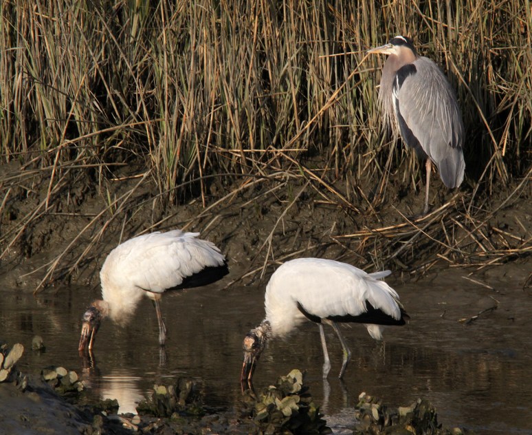 Wood Storks Fishing