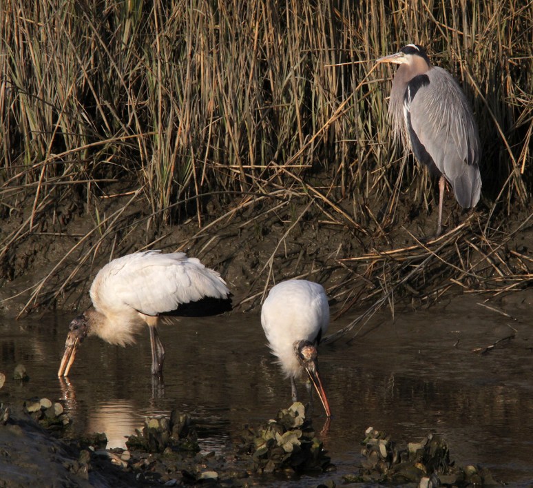 Wood Storks Fishing