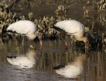 Wood Storks Fishing
