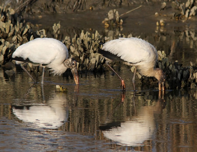 Wood Storks Fishing