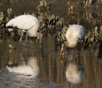 Wood Storks Fishing