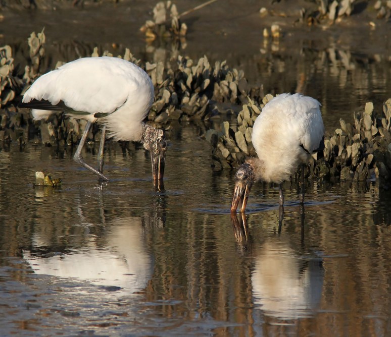 Wood Storks Fishing