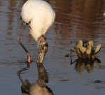 Wood Storks Fishing
