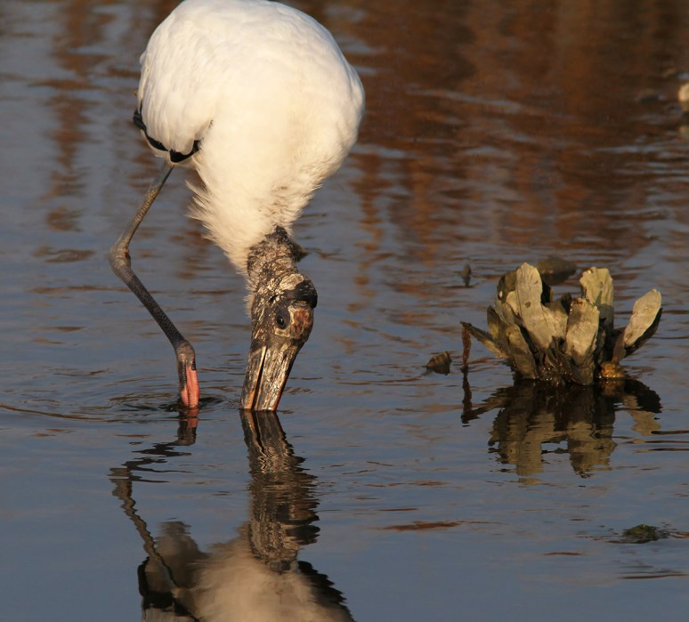 Wood Storks Fishing
