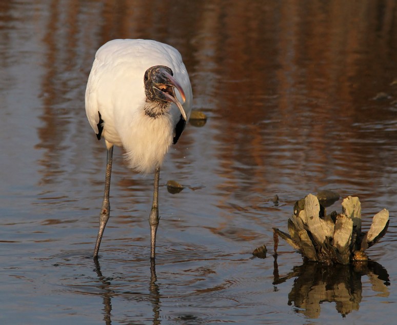 Wood Storks Fishing