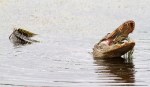 Alligator Catches Afternoon&nbsp;Crab