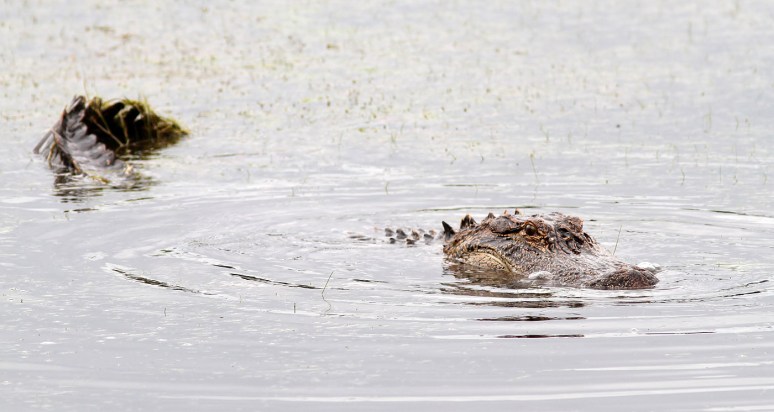 Alligator Catches Afternoon Crab 