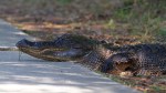 Alligator Crossing Straight&nbsp;Road