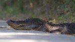 Alligator Crossing Straight&nbsp;Road