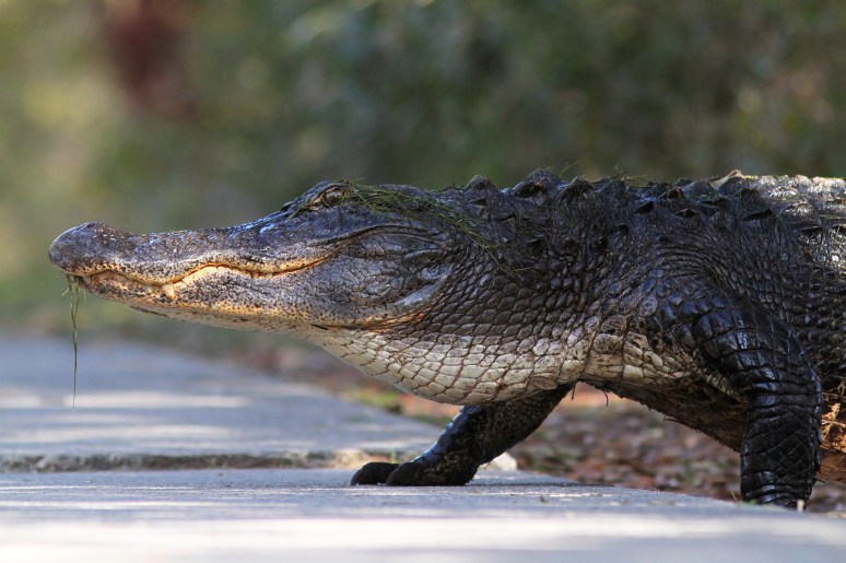 Alligator Crossing Straight Road 