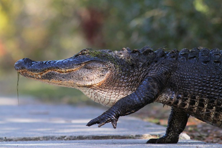 Alligator Crossing Straight Road 