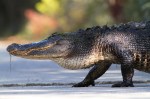 Alligator Crossing Straight&nbsp;Road