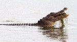 Alligator Crunching Crab