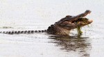 Alligator Crunching Crab