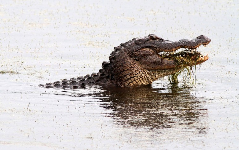 Alligator Crunching Crab 