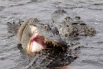 Alligator Fight