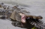 Alligator Fight