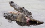 Alligator Fight