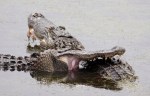 Alligator Fight
