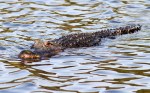 Alligator Swimming In