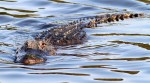 Alligator Swimming In