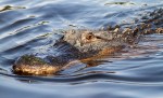 Alligator Swimming In