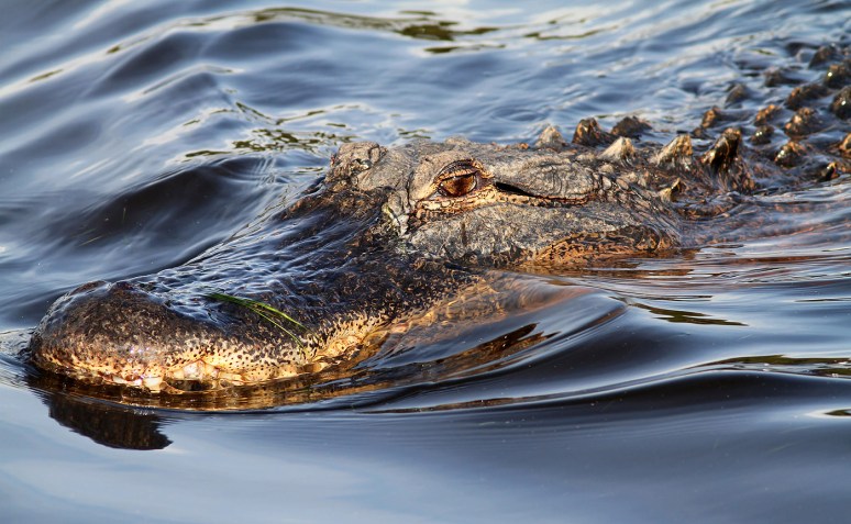 Alligator Swimming In 
