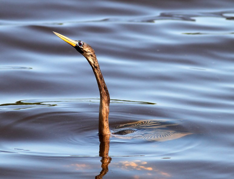 Anhinga Fishing
