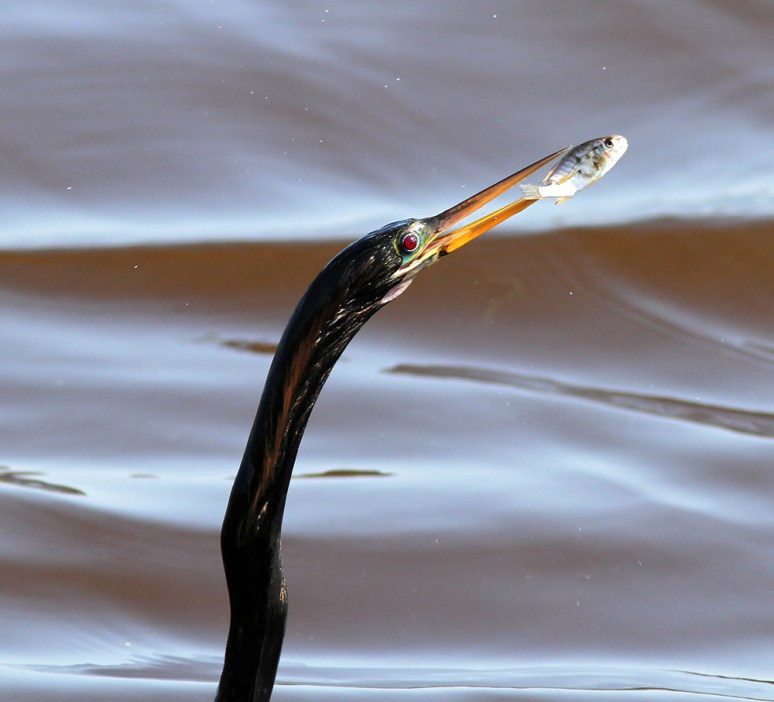 Anhinga Fishing