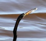 Anhinga Fishing