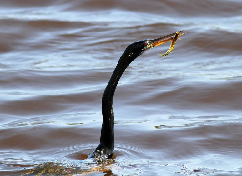 Anhinga Fishing