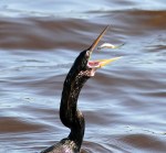 Anhinga Fishing