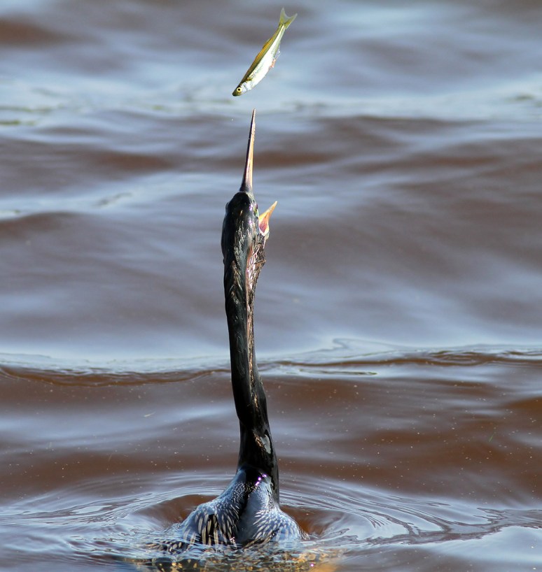 Anhinga Fishing
