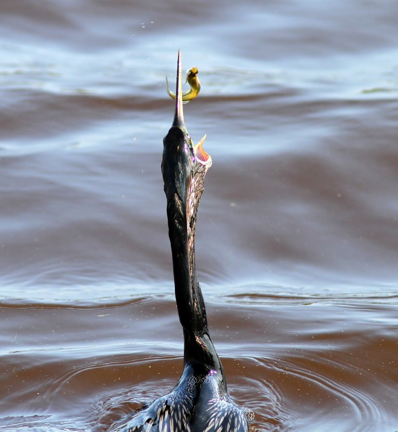 Anhinga Fishing