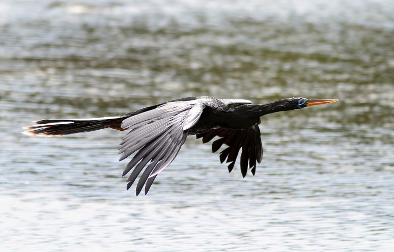 Anhinga