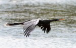 Anhinga Flight