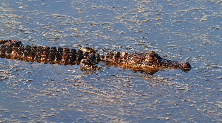 Baby in the Marsh Pond 