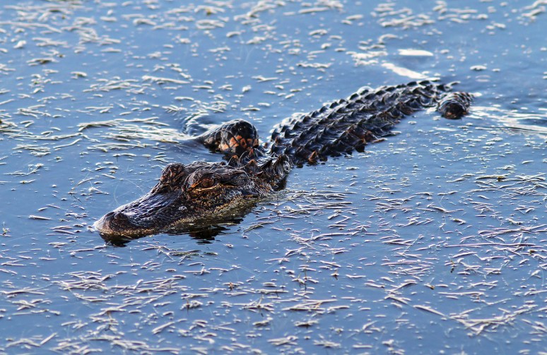 Baby in the Marsh Pond 
