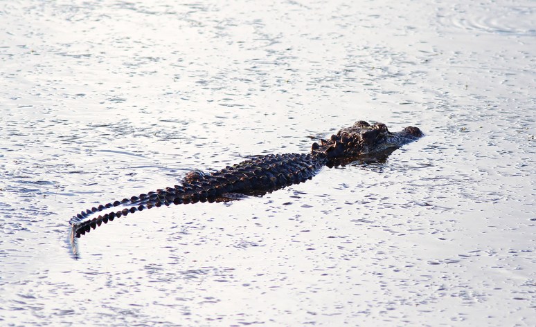Baby in the Marsh Pond 