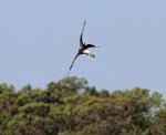 Bald Eagle Flight Over The&nbsp;Marsh
